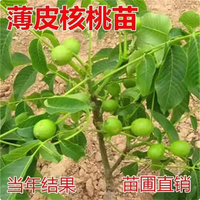核桃树果苗北方新品种嫁接苗薄皮特大核桃树苖南四季种植当年结果