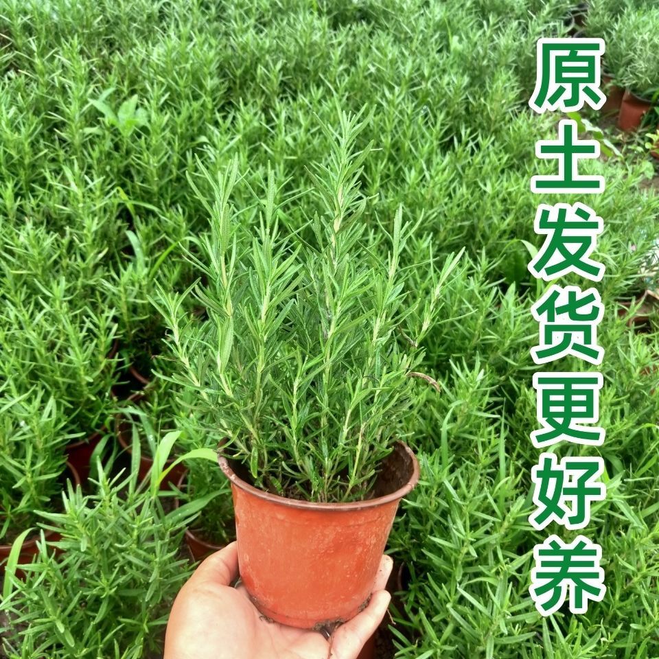 新鲜迷迭香苗盆栽可食用牛排用香草百里香室内阳台提神驱蚊虫植物