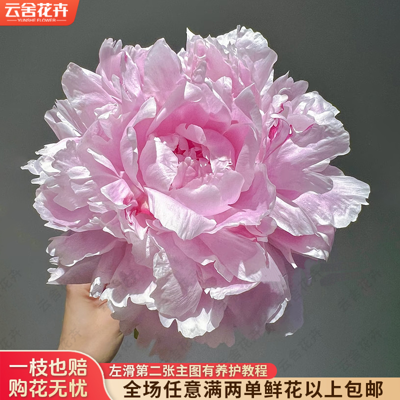 【云舍花卉】【粉沙拉】芍药【花期短介意勿拍】任意满两单及以上包邮
