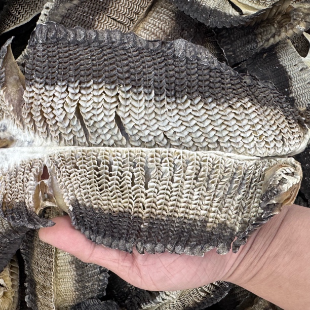 精选深海鱼鳃深海鹏鱼澎鱼彭鱼干货优质野生海产品咳嗽好腮部足干