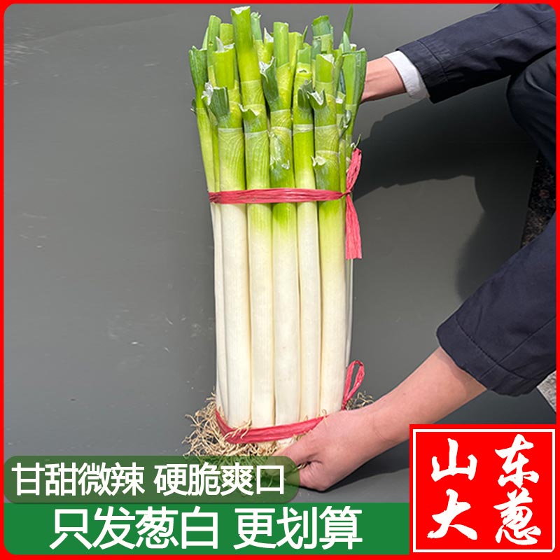 【无叶葱】山东铁杆大葱新鲜蔬菜现挖现发农家自种3/5/9斤安丘大葱