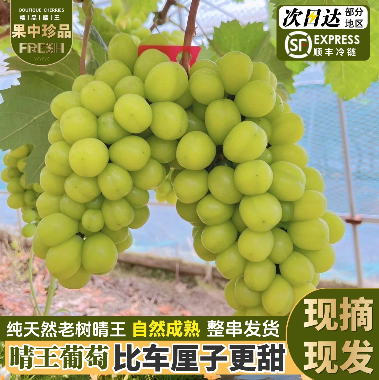 【顺丰】冷链发货5斤阳光玫瑰晴王葡萄无籽青提美味可口现摘Z