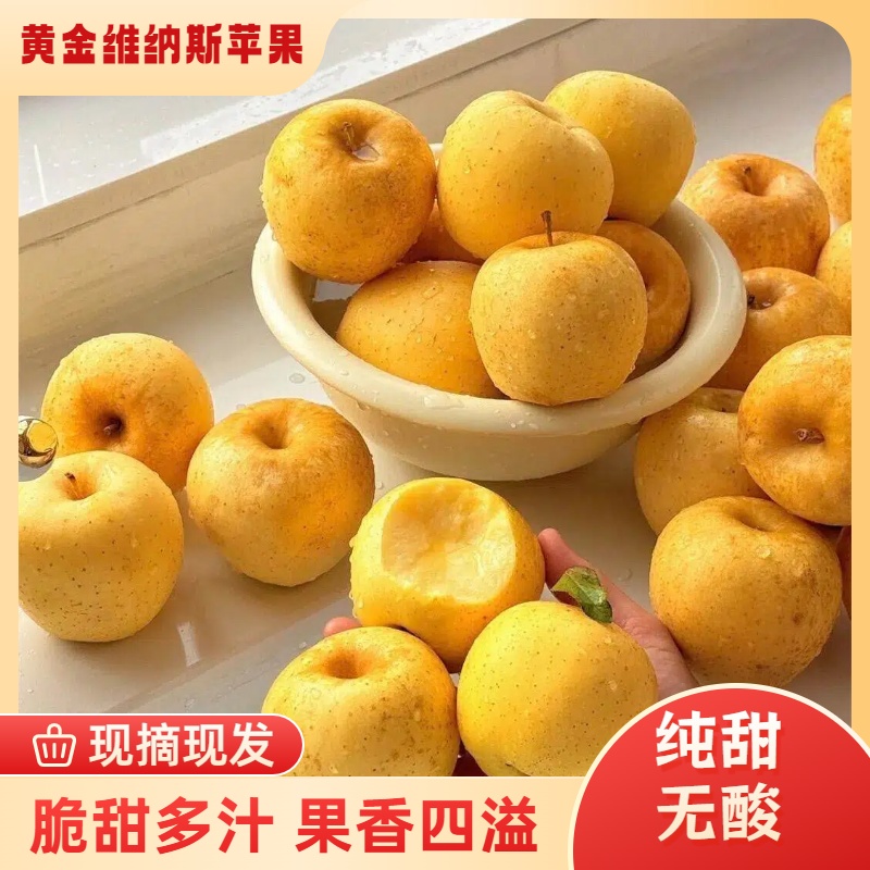 [黄金维纳斯]山东脆甜黄金维纳斯苹果香甜多汁产地直发