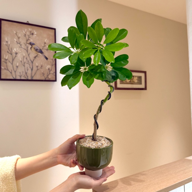 S造型老桩鸭脚木鸭掌木盆栽盆景室内办公室前台桌面花卉绿植