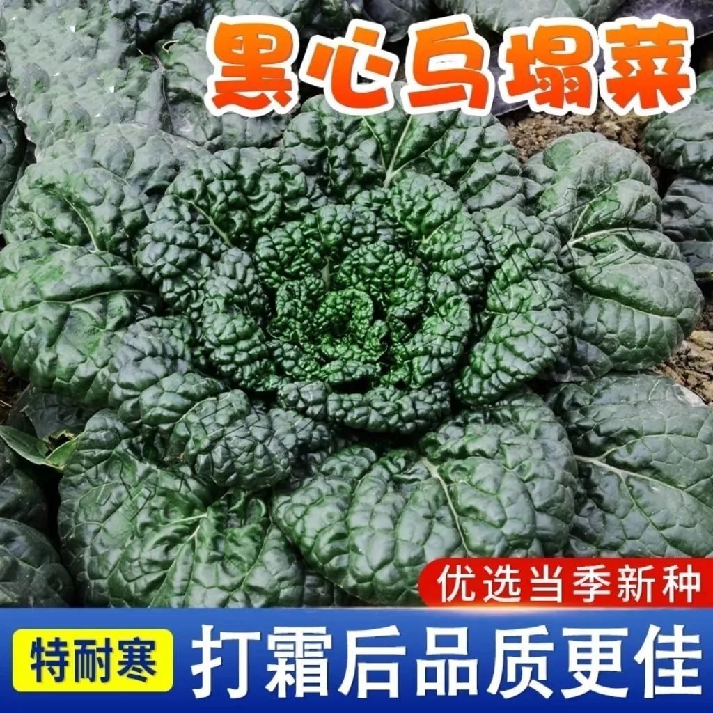 绿乌塌菜种子四季种植盆栽阳台