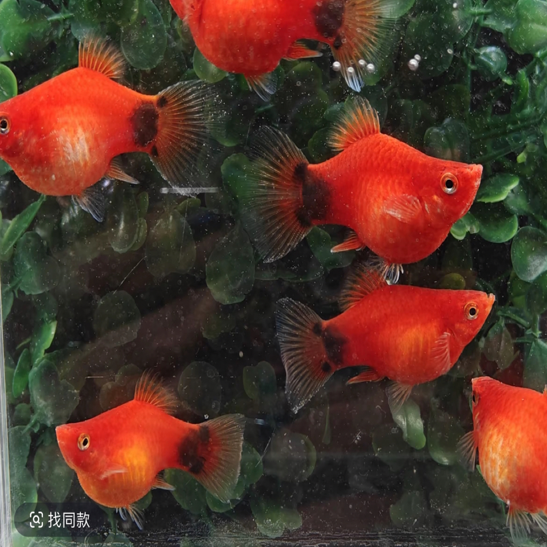 小型热带观赏鱼 怀孕胎生月光红米奇鱼 新手好养（入缸后不包损）