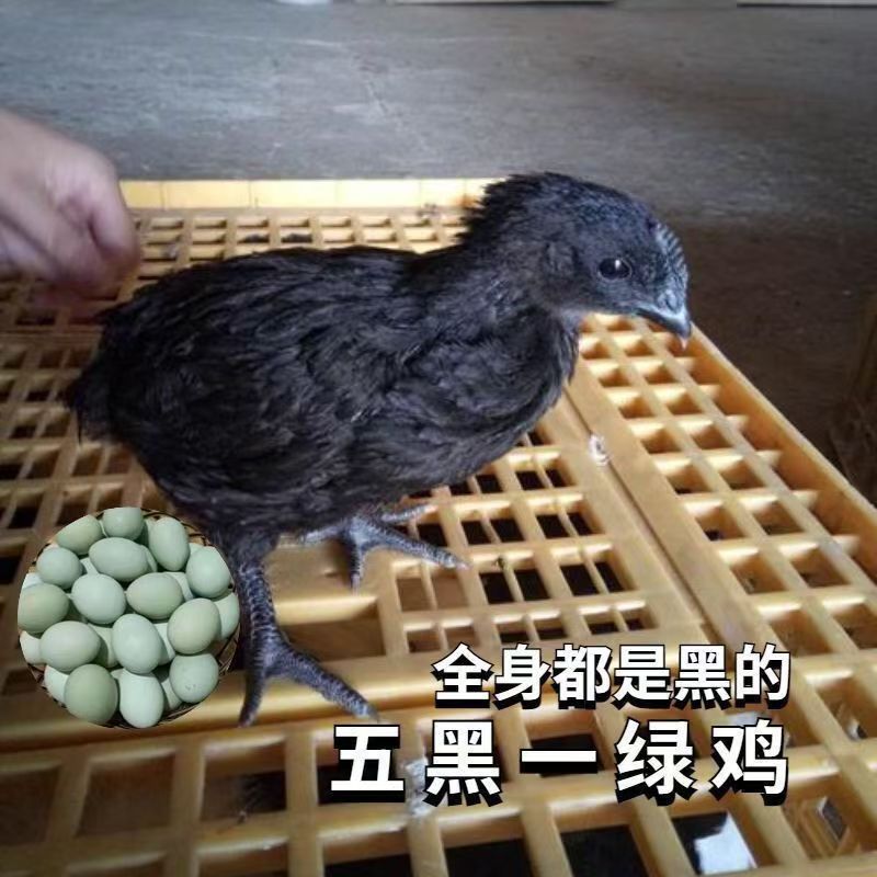 十二只半斤纯种五黑鸡疫苗齐全产绿壳蛋