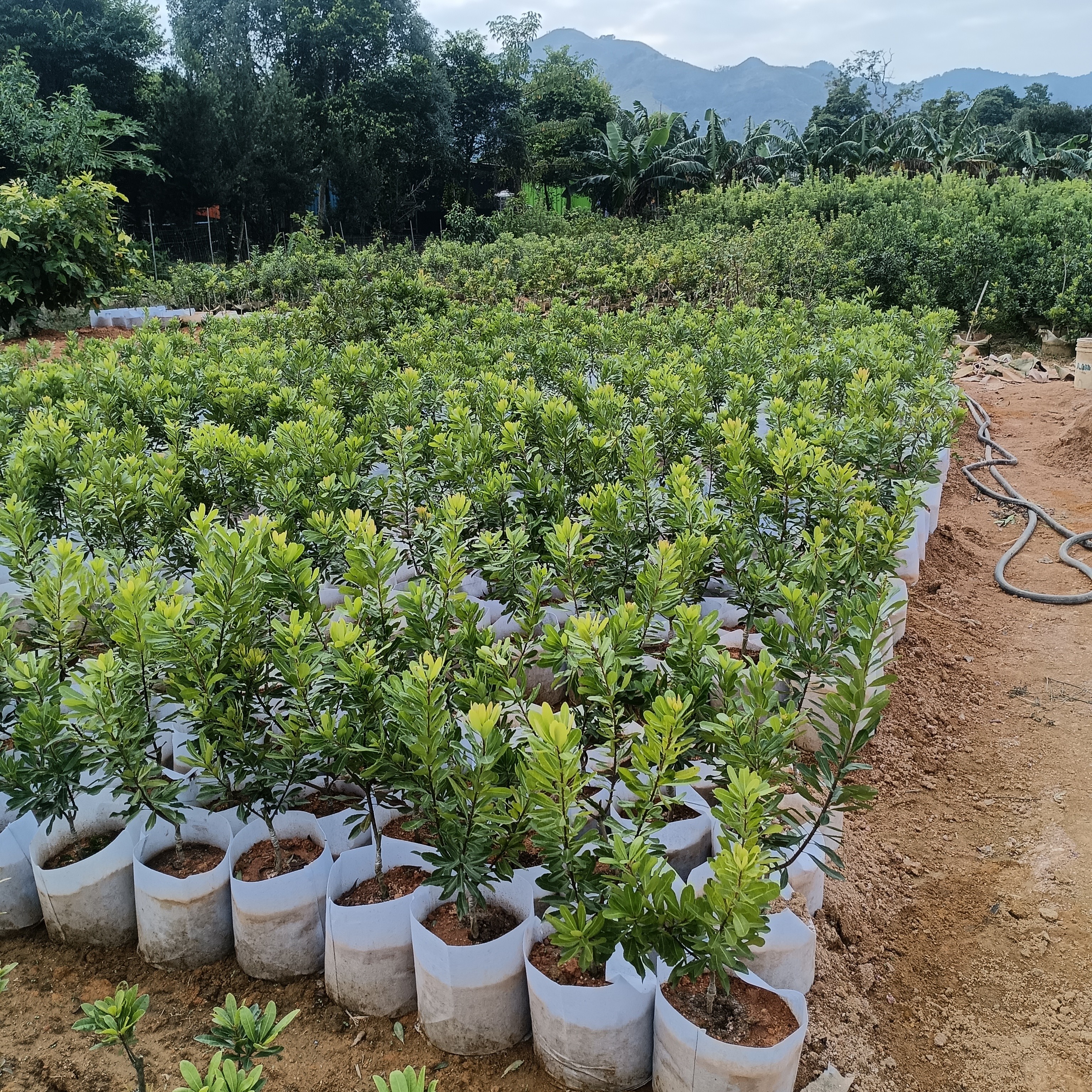 潮汕西胪高端杨梅乌酥二年苗（正品保证）产地直发带土发货京东包邮