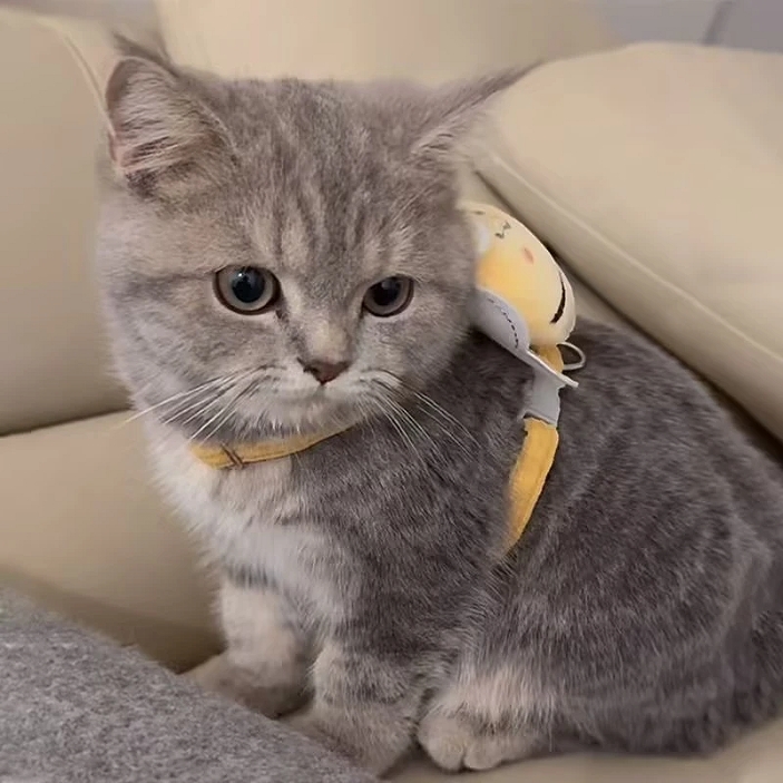 猫咪可爱牵引绳外出溜猫绳防挣脱狗狗牵引绳可调节胸背带宠物用品