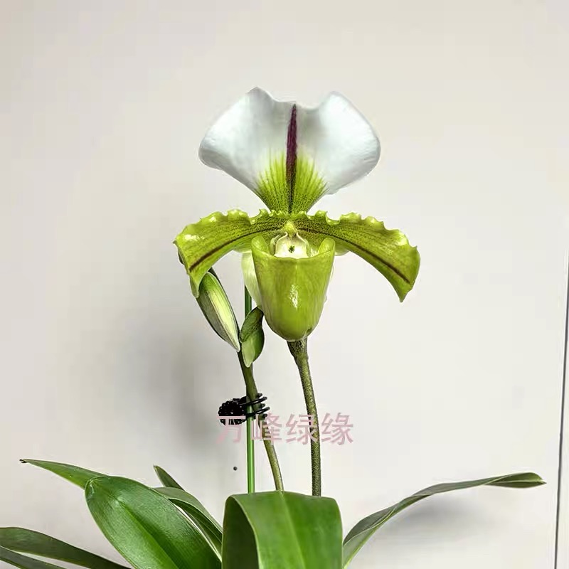 万峰绿缘【白旗x绿肉饼】人工培育苗花大色艳花期持久兰花生长盆栽