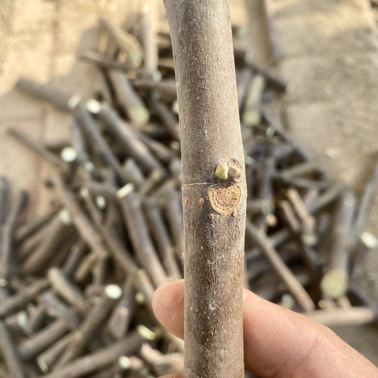 芭老耐无花果枝条（大香蕉）