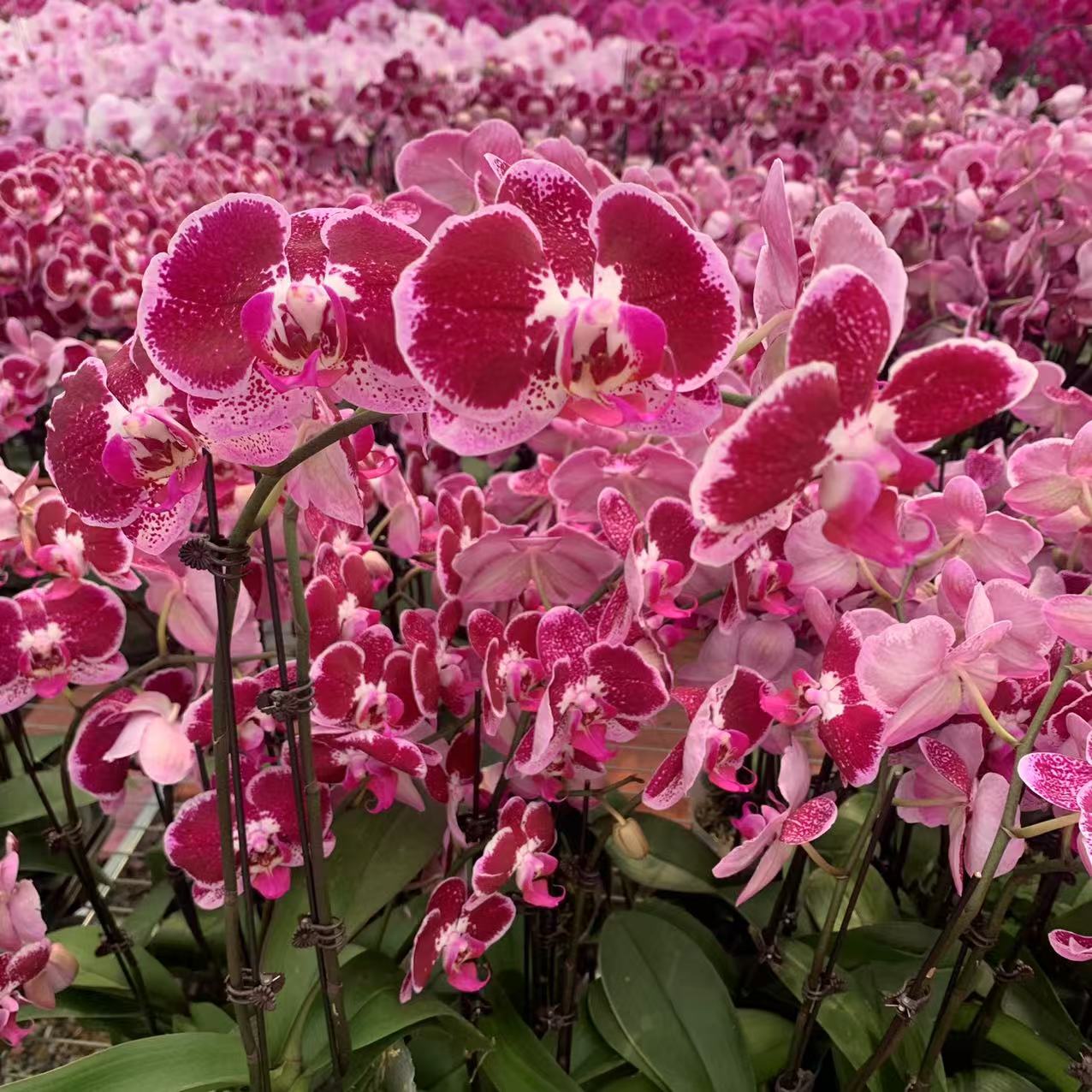 十月里蝴蝶兰【昂热3.5寸杯】带花发货 叶片微瑕发货