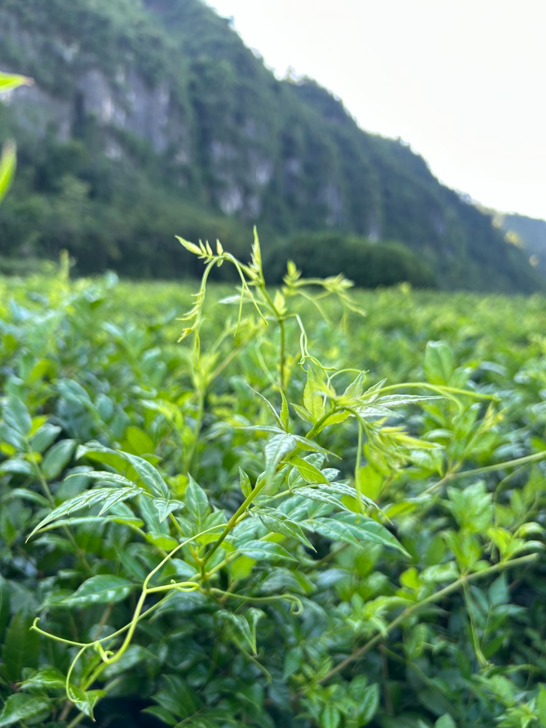 2025新茶正宗恩施来凤藤茶龙须藤茶富硒藤茶