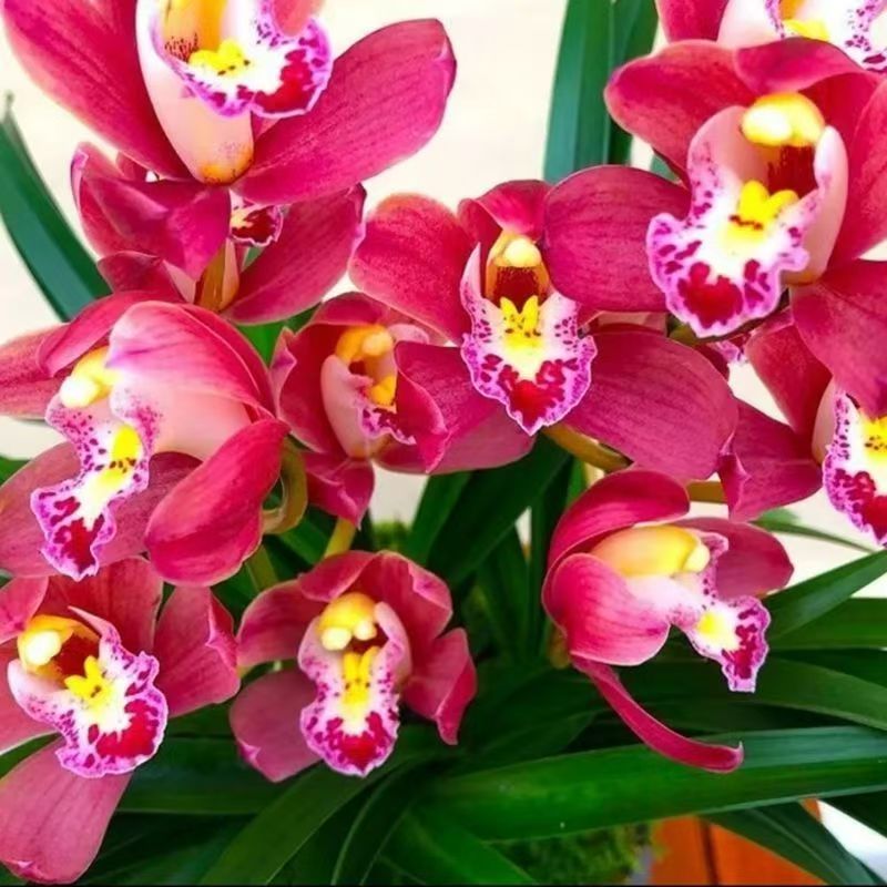 6-8支花【东方红荷】浓香好养室内阳台兰花绿植盆栽带花剑基地直销