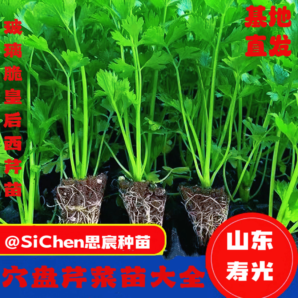 【寿光苗场】芹菜苗四季西芹蔬菜苗芹菜秧苗西芹苗芹菜根苗包邮