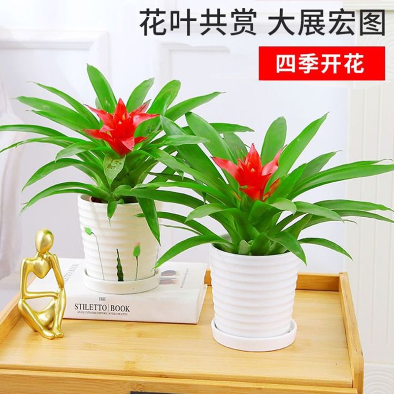 鸿运当头小红星盆栽凤梨水培花卉鲜花绿花植物水养开花室内好养活