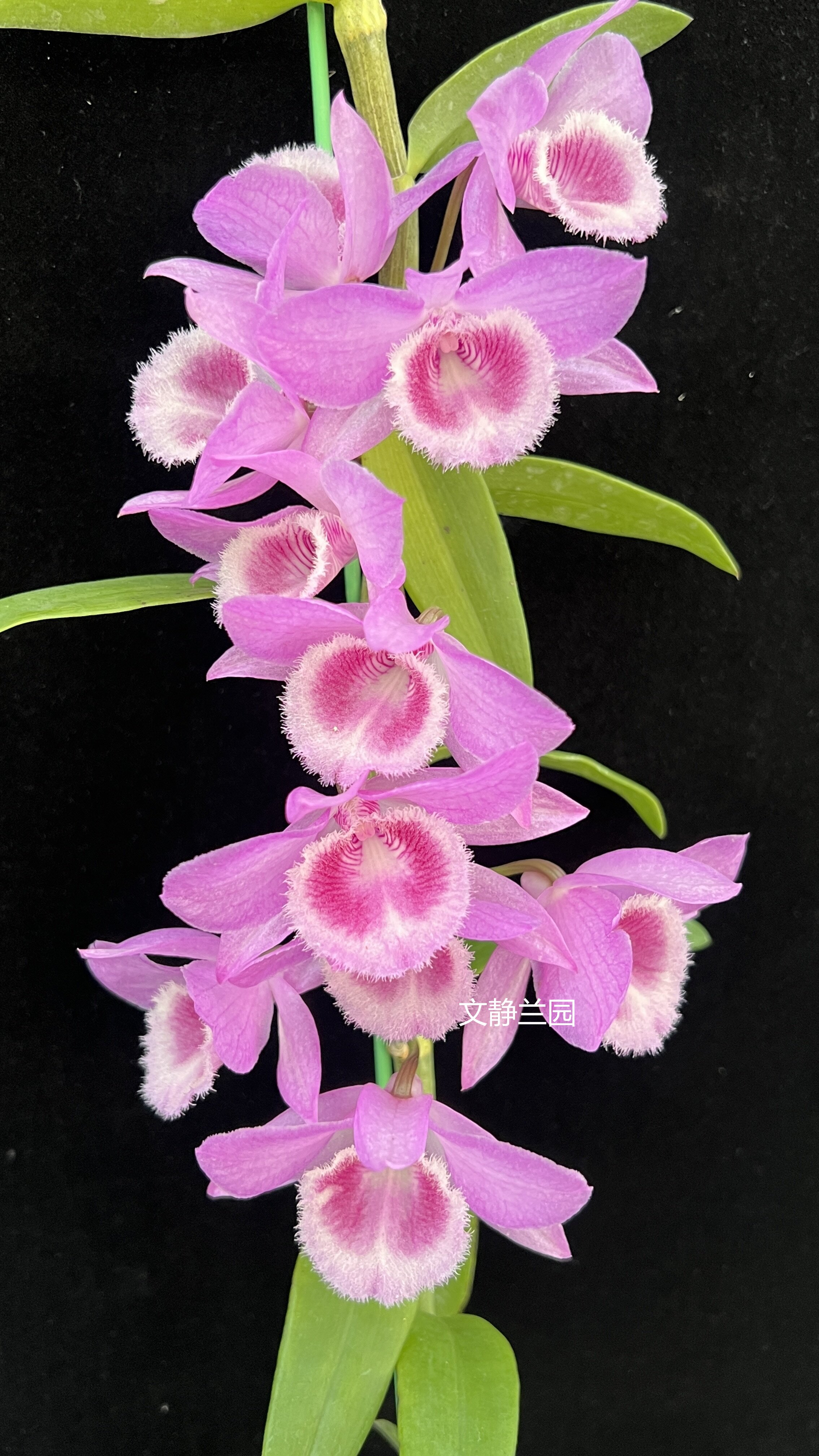 【火艳馒头】文静兰园天宫石斛易养易活爆花美丽洋兰批发高端精品