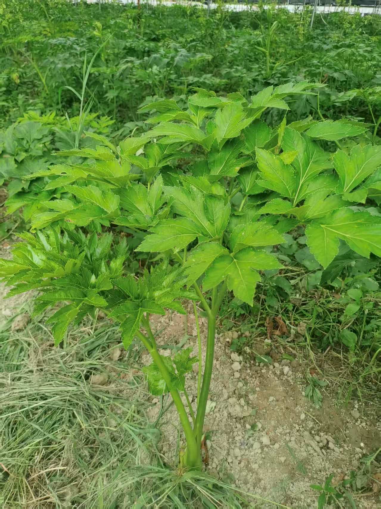 咸草长寿草含查尔酮露天种植新茶神仙草原产地手工浓香耐冲泡