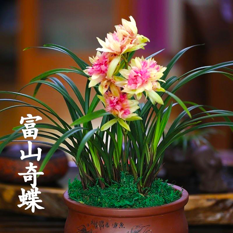 转色变色兰不带花苞富山奇蝶兰花国色红禅牡丹浓香好养重瓣草