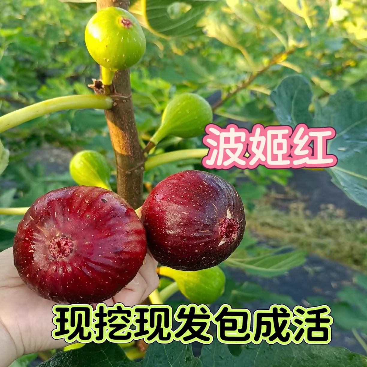 【买一送一清场】波姬红布兰瑞克耐寒丰产超大果南北方可种包成活