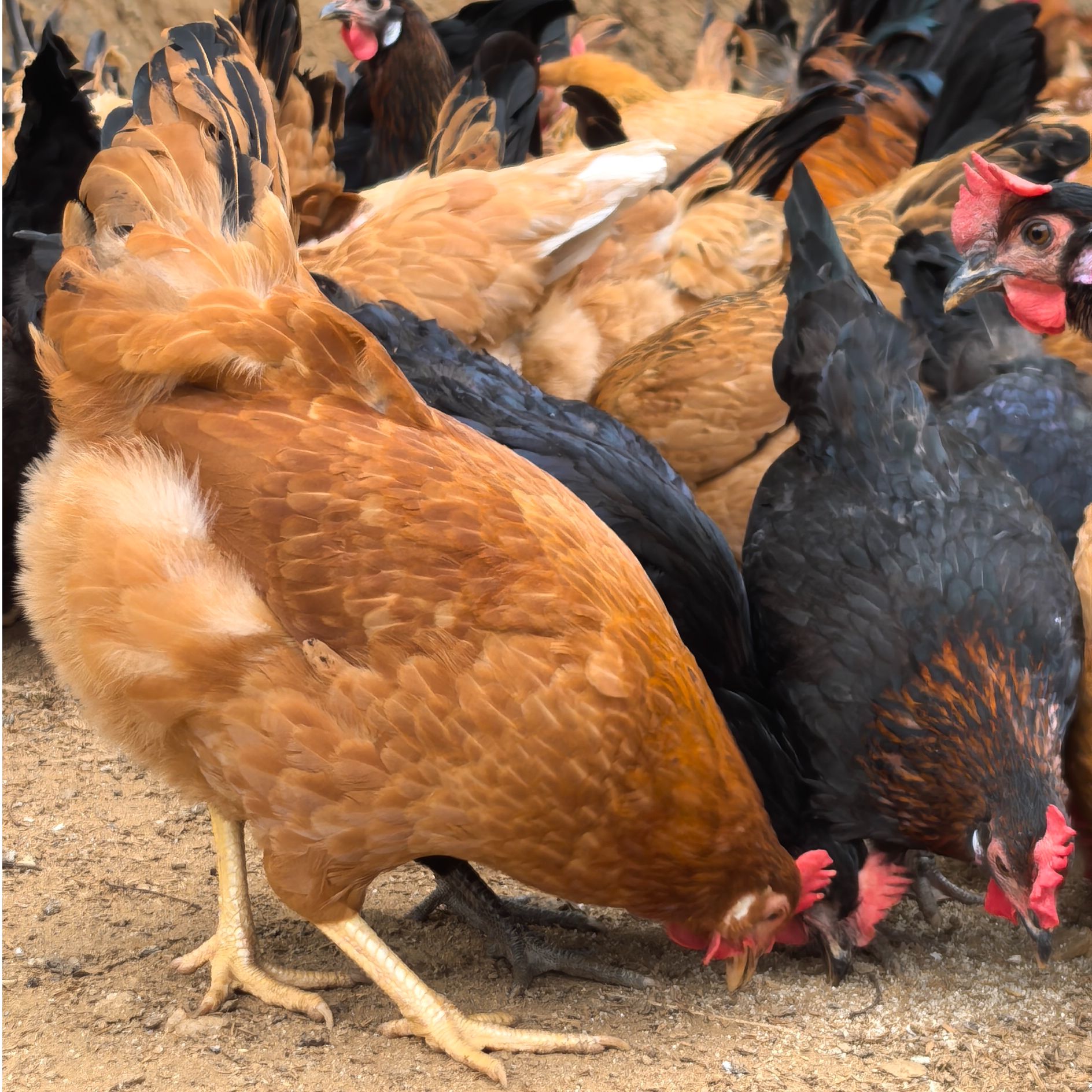 现杀土鸡农家散养走地鸡当天现杀冷链直达健康无激素肉质紧实2只