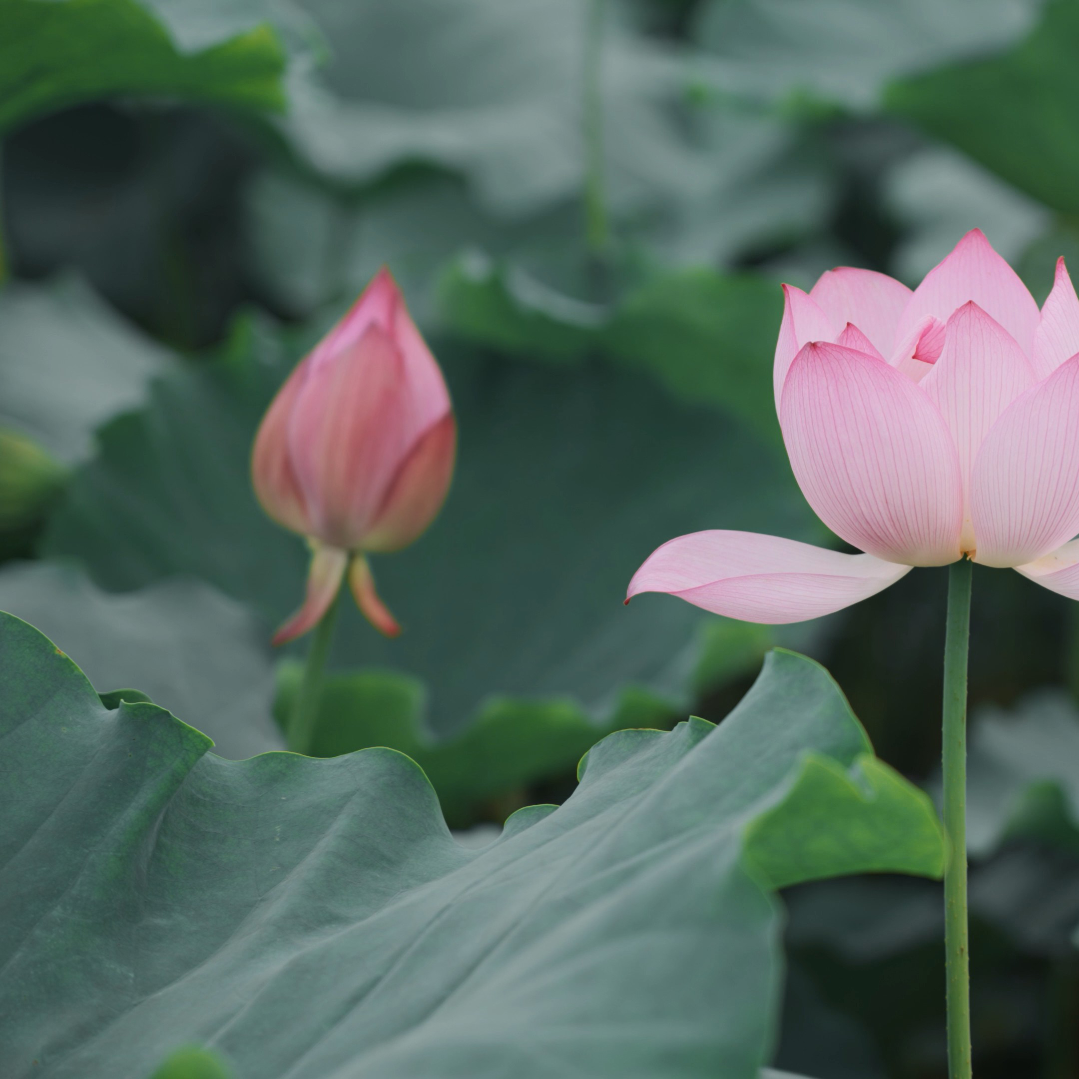 特价福利花瓣一片