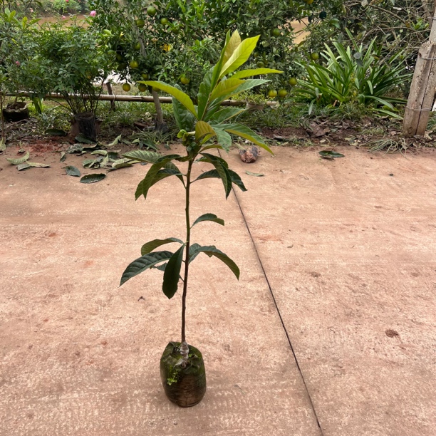 春花枇杷  晚熟品种    3月开花  6月成熟   不怕冻
