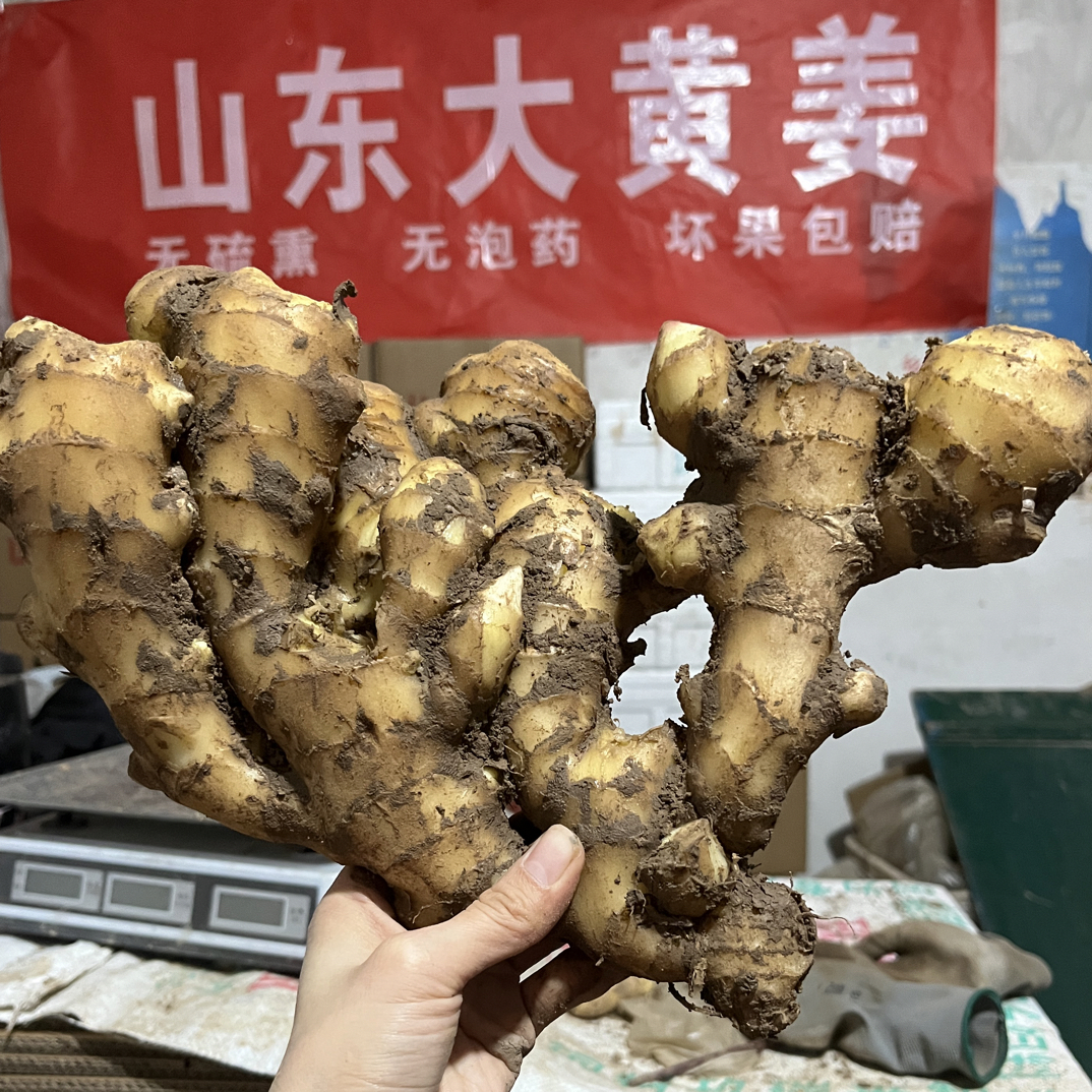 精品2025山东大姜鲜嫩多汁窖存生吃醋泡炒菜月子姜好储存出口品质