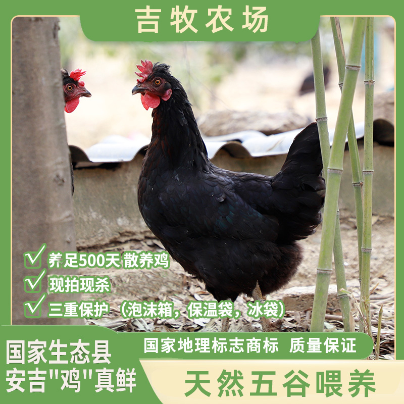 『宓稻赞』安吉竹林老母鸡黑羽500天散养冰鲜发1只1.1kg炖汤老母鸡