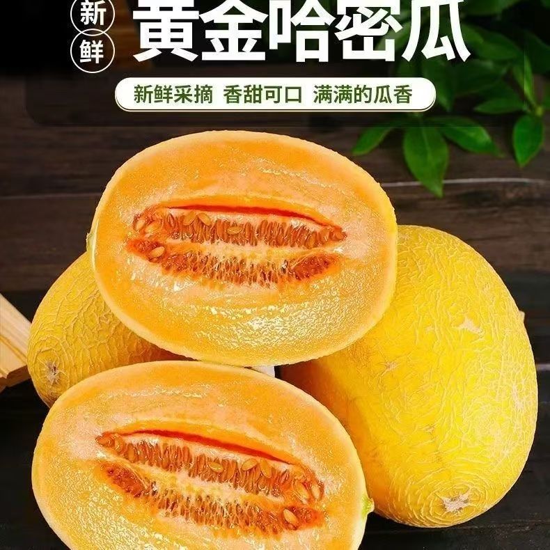 新疆直发金色年华黄金密瓜现摘现发应季新鲜脆甜水果商超果