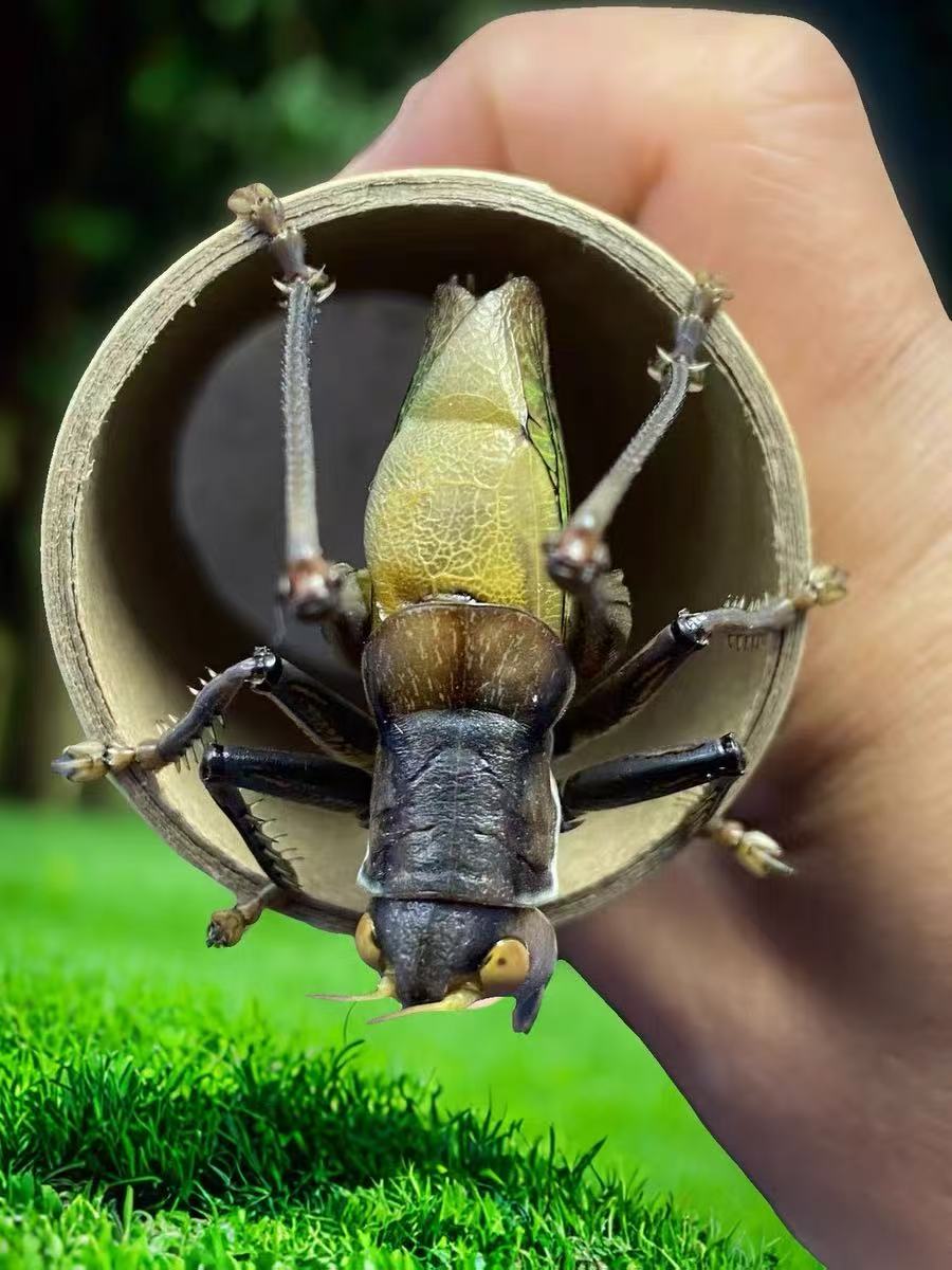 精品铁皮蝈蝈纸筒 憨叫蝈蝈（顺丰包邮 偏远地区不包邮）