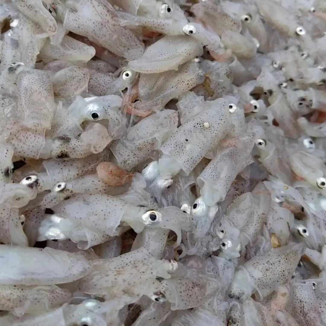 w山东日照本地当潮小海兔4斤无冰衣无泡水！（介意小勿拍）顺丰包邮