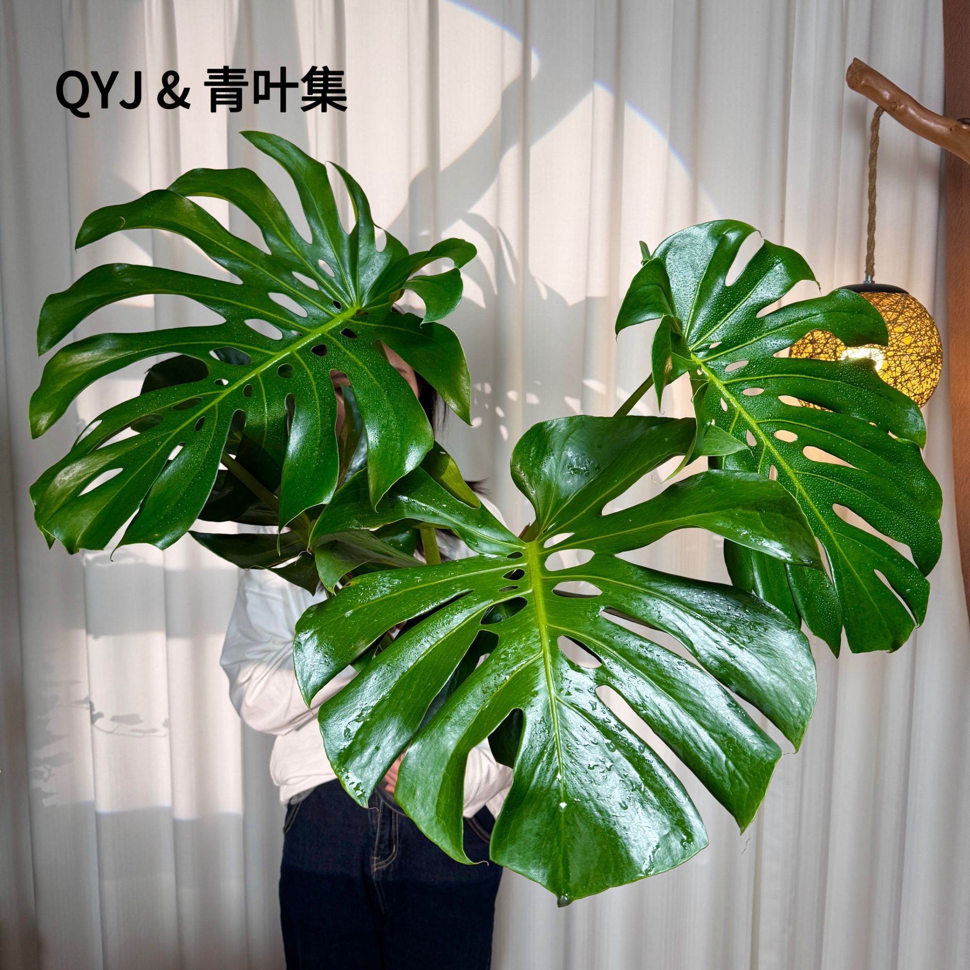 【水培】巨叶龟背竹   4-5叶大叶老桩龟背 室内绿植 新手好养