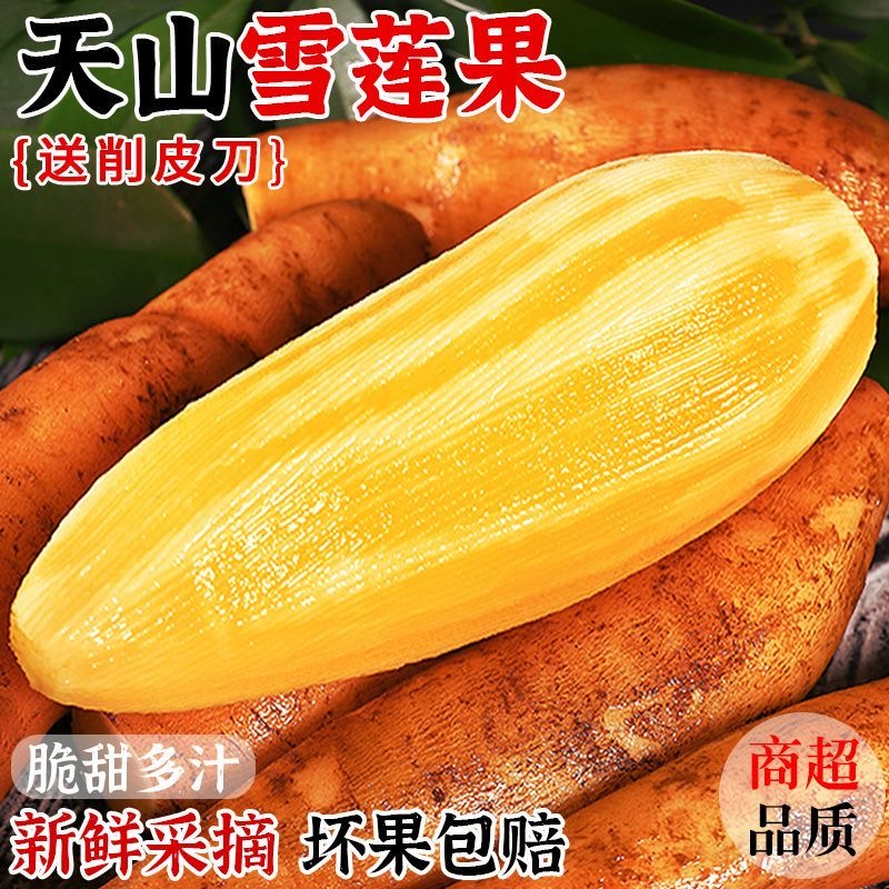 【低糖】云南正宗天山雪莲果新鲜现挖现发头茬应季黄心红心红泥沙