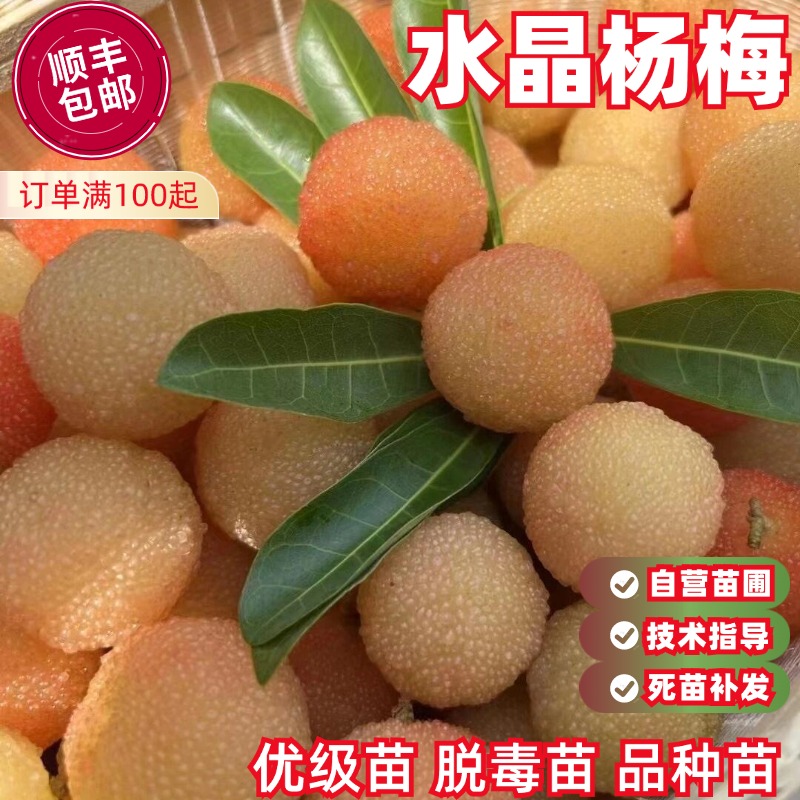 新品种水晶杨梅树苗嫁接苗南北方种植仙居东魁杨梅苗果树盆栽地栽