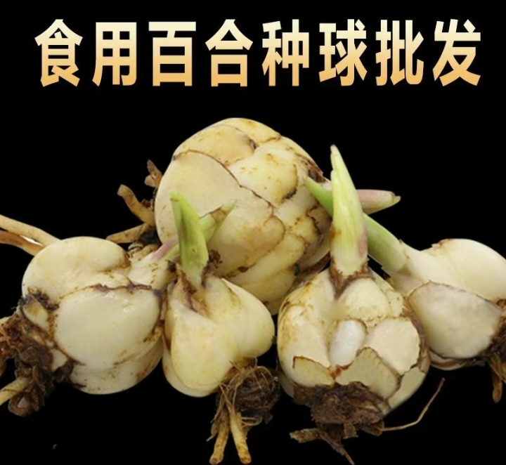 四季可种植可食用百合种球药食同源2025新鲜现挖批发各地特产