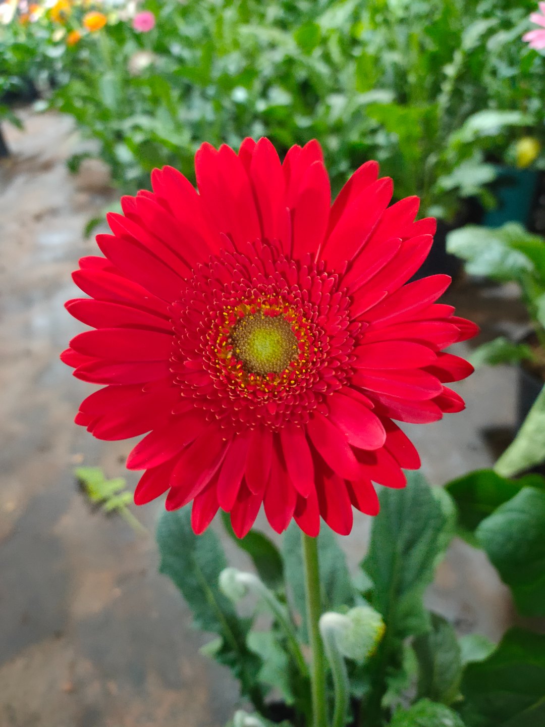 高杆非洲菊（法兰西）多季开花宿根苗花卉植物鲜花庭院室外盆栽地栽