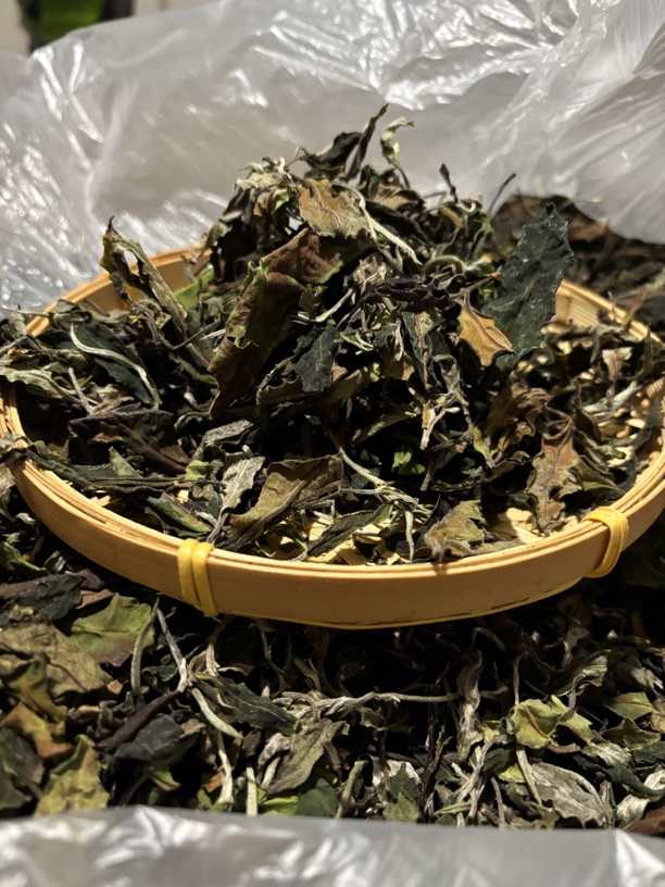 【茶园】2025年茶园古树白茶