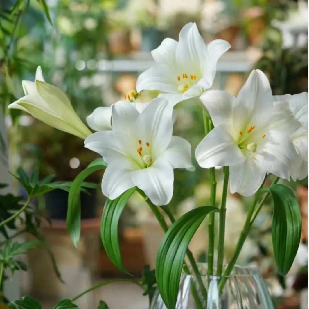 铁炮百合花粉白色淡香辽宁凌源单瓣百合花束10支适合放在家里客厅