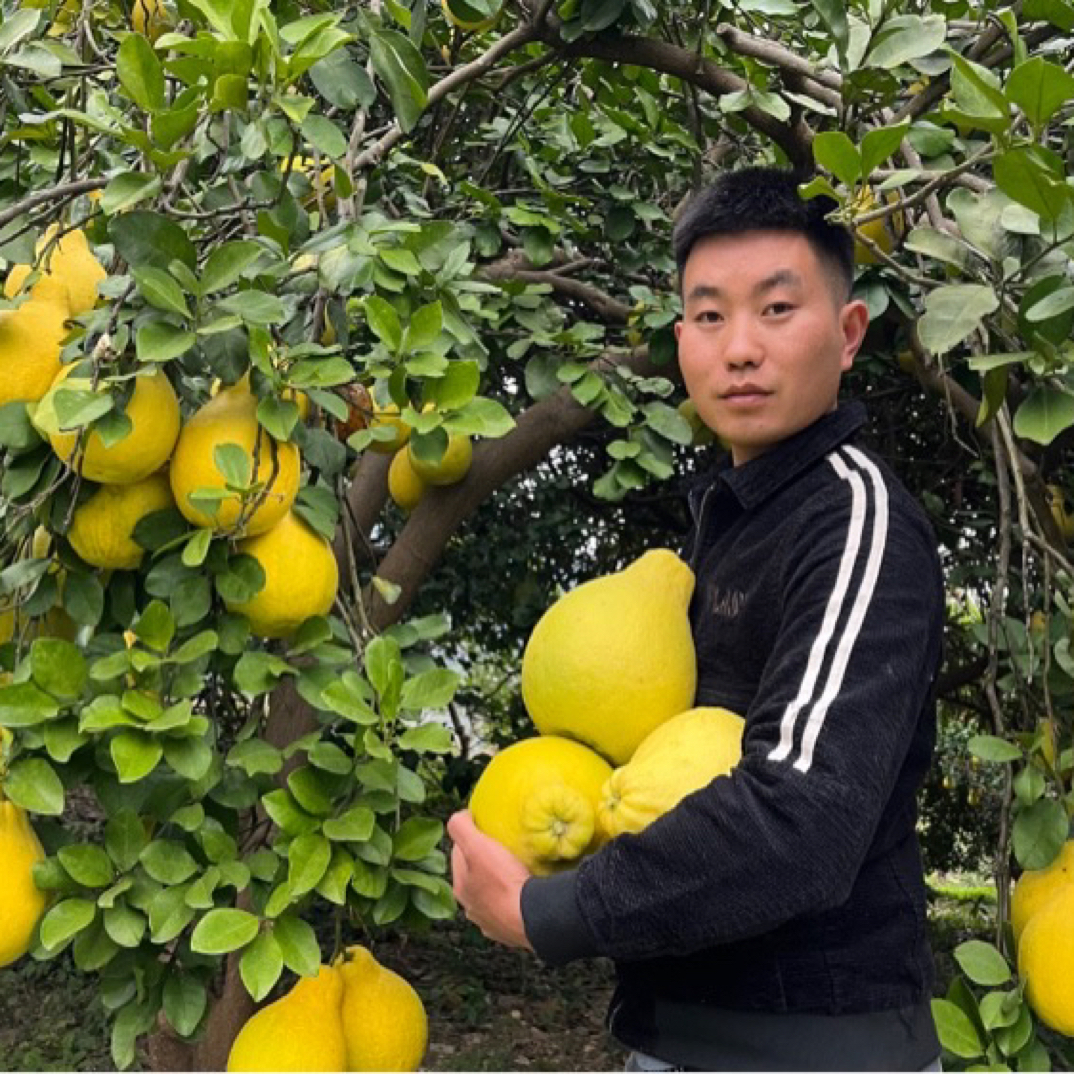 贵州河坝沙田柚纯甜无酸高山30年老树果新鲜现摘