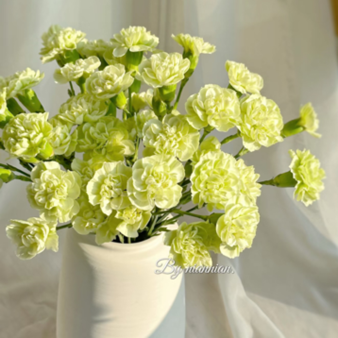 【多丁蝴蝶康】20支/可发新疆西藏/长花期耐运输耐热/空运直飞