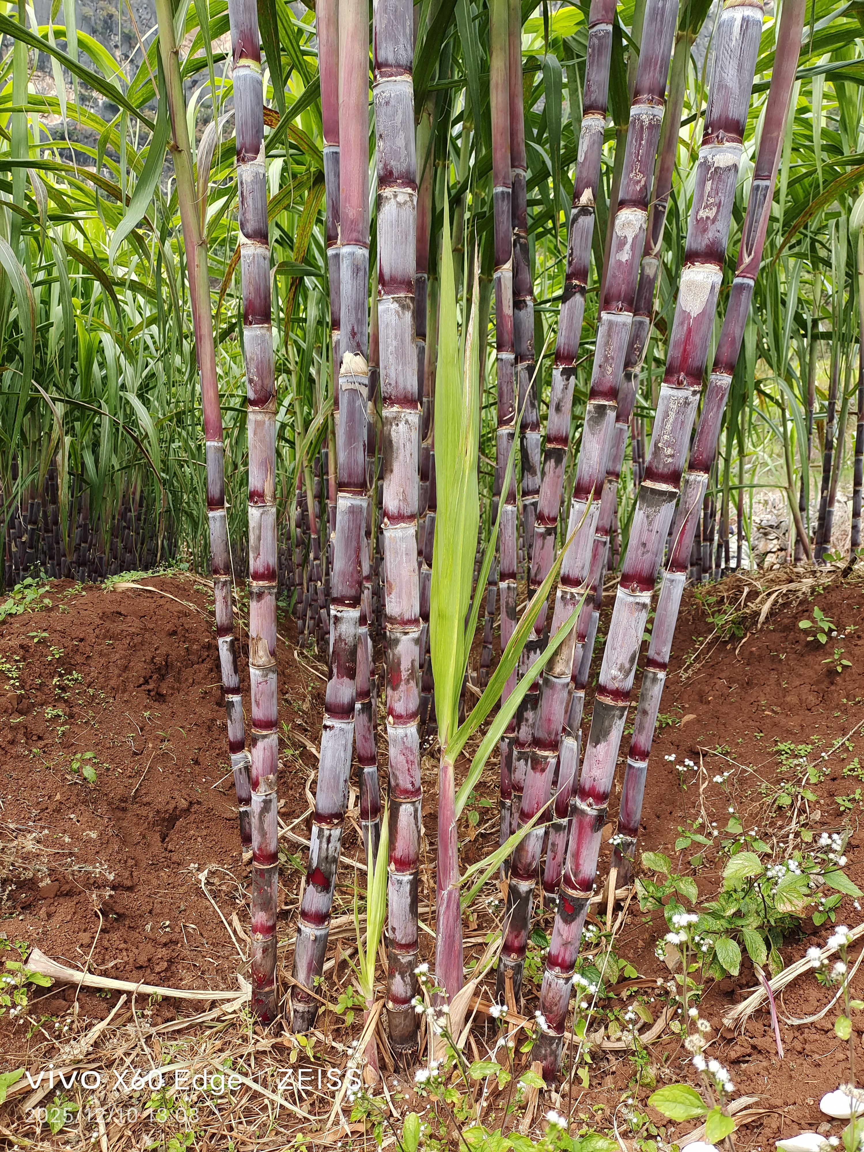 【燕子专属】贵州红皮甘蔗新鲜甜多汁当季孕妇水果脆皮清甜精品中段