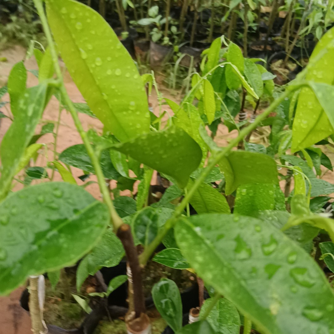 国香品种，大叶皮斑软油嫁接苗