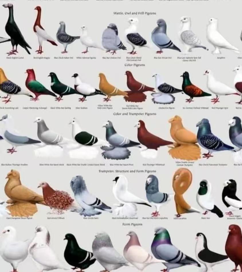 鸽子直播间乳鸽一鸽一讲解（一物一拍）