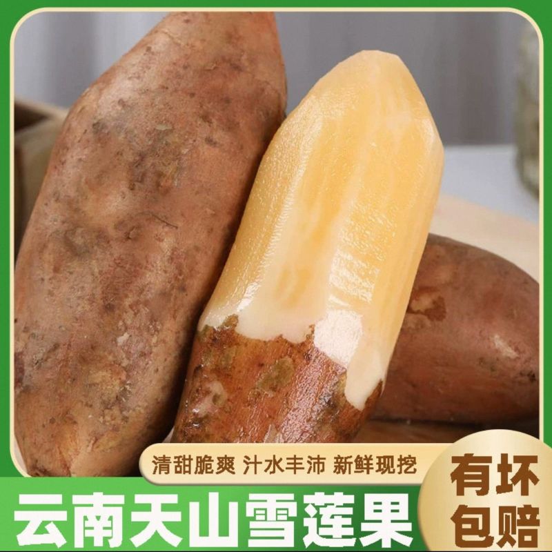 云南天山雪莲果新鲜现挖清甜多汁当季水果适合孕妇