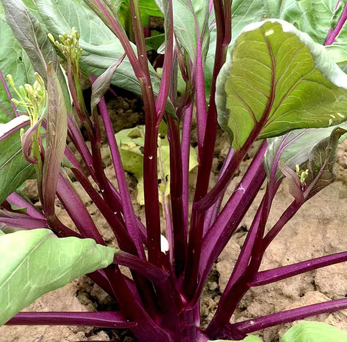 红菜苔秧苗带土发货适合家庭庭院阳台种植早熟高产