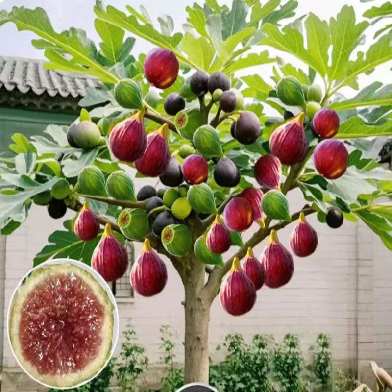 带土无花果树苗波姬红新品种耐寒耐旱盆栽地栽南北方种植当年结果