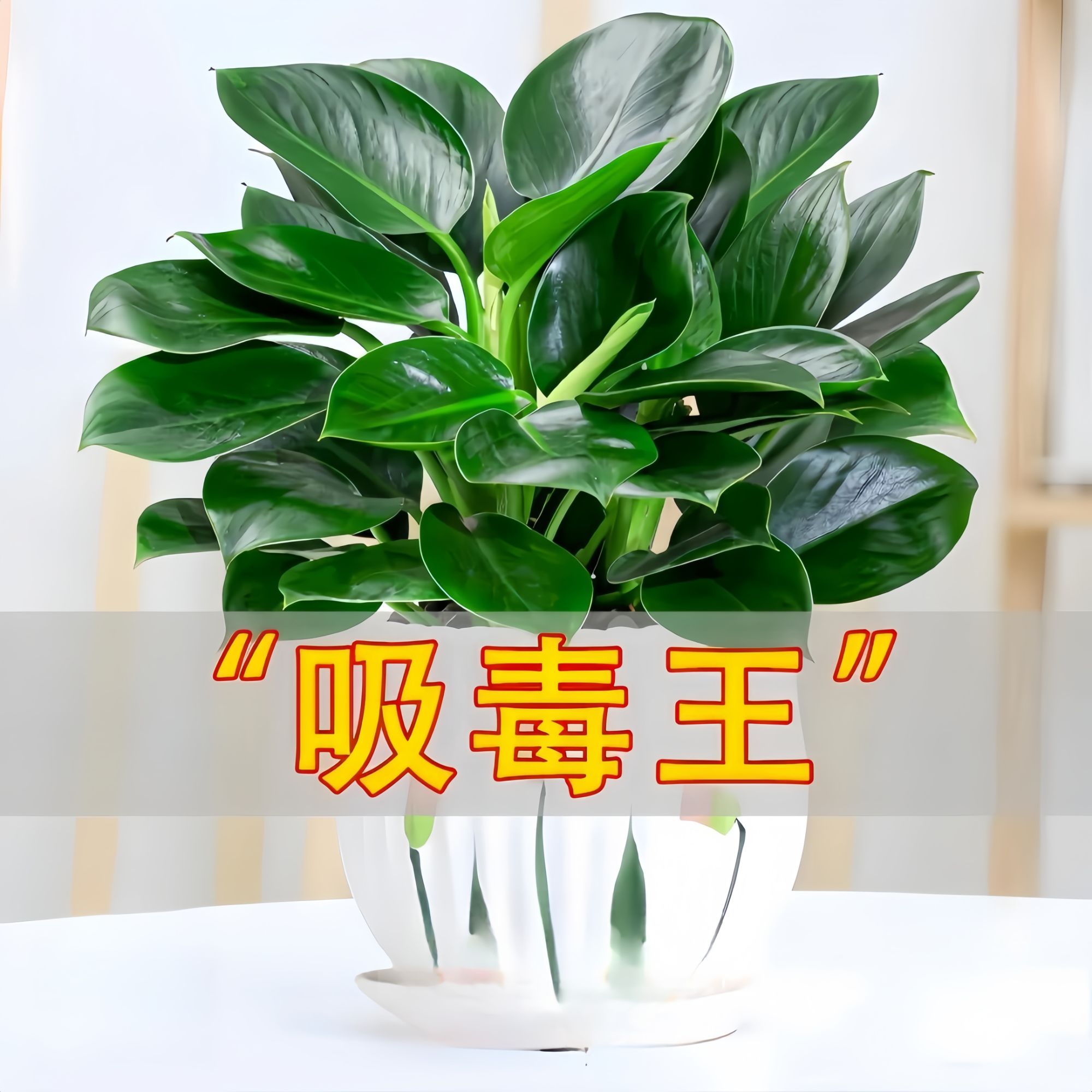 金钻绿公主盆栽花卉大全吸甲醛防辐射办公室内客厅绿植物好养不死