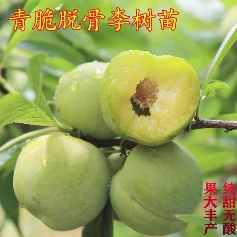 蜂糖李子树苗嫁接特大晚熟脱骨青脆李子果树苗南北方种三华李树苗