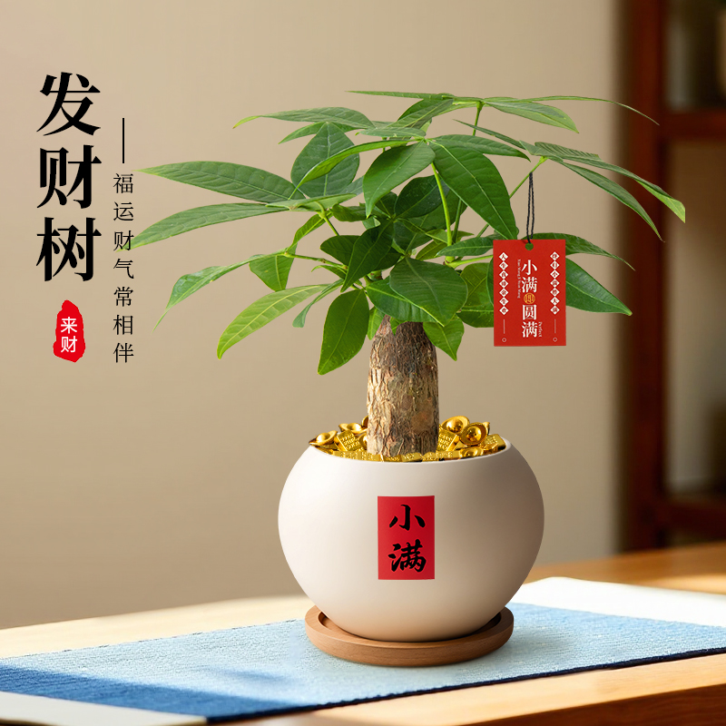 发财树小盆栽室内招财植物摆件中式禅意客厅办公室桌面盆景绿植